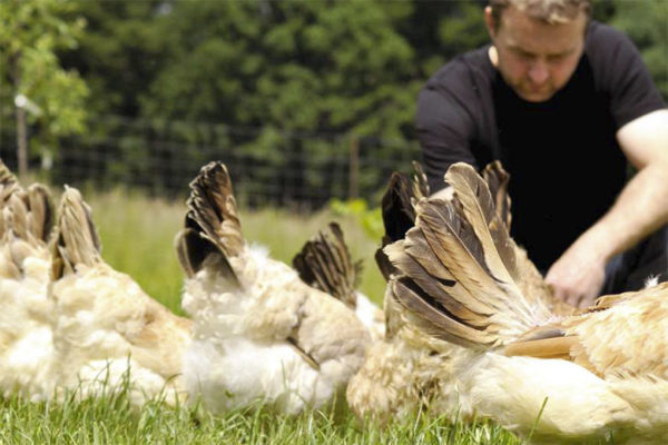 Sulmtaler Kaiserhuhn | Foto: Tina Veit-Fuchs