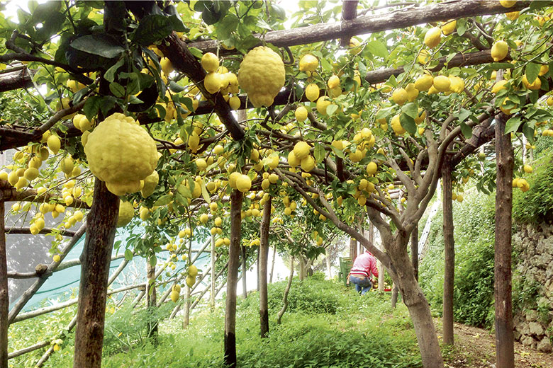 Limoni di Amalfi