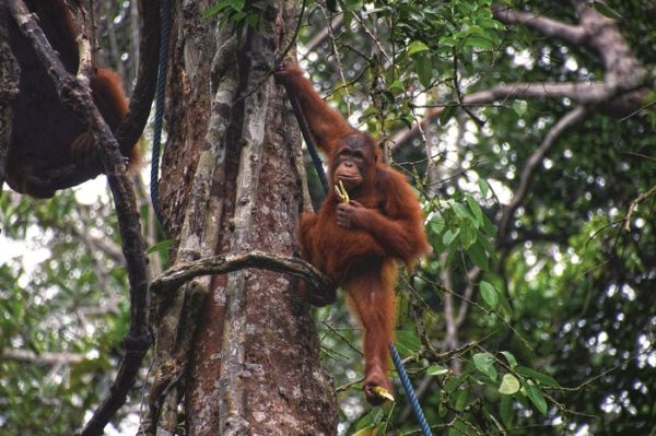 Sarawak: Orang Utan