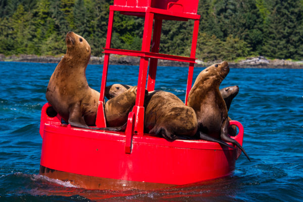 Alaska – Gletscher, Gold und Grizzlys