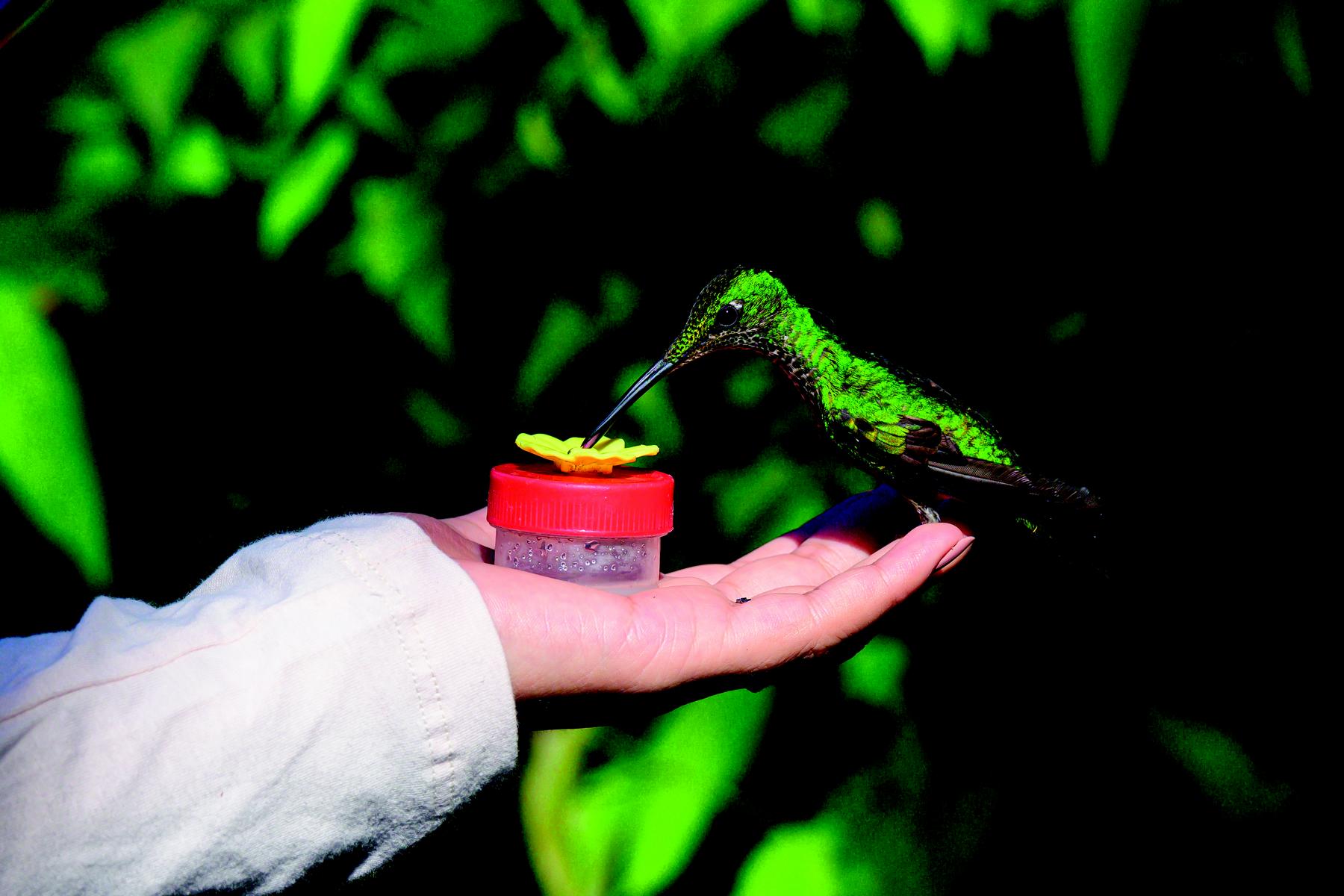 Kolibri trinkt Nektar aus einer Hand im Mashpi Kolibri Garden