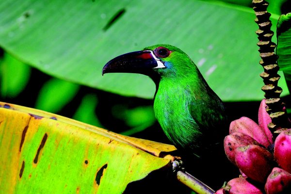 Tukan auf einer Bananenpflanze im Mashpi Reservat in Ecuador