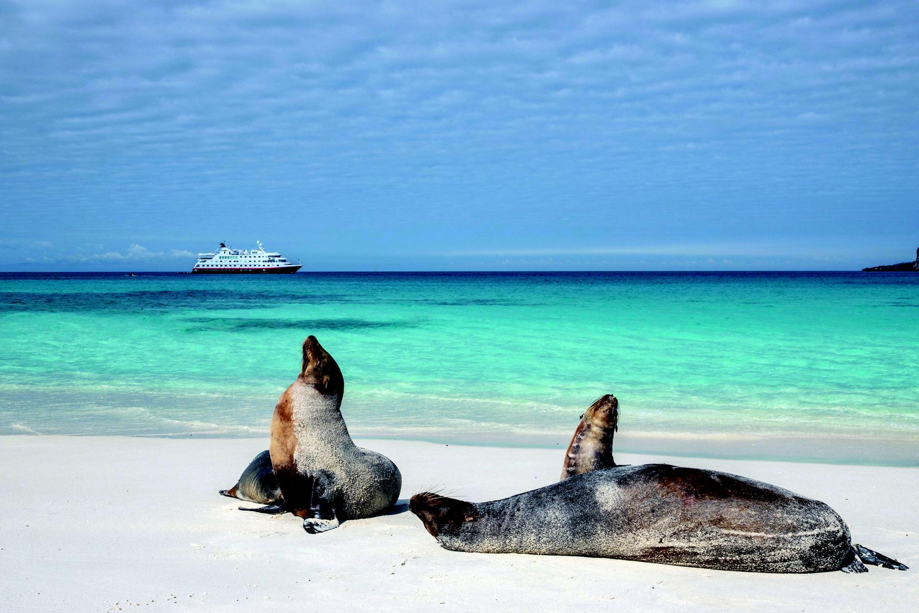 Seelöwen am Strand der Galapagos-Inseln mit Expeditionsschiff im Hintergrund